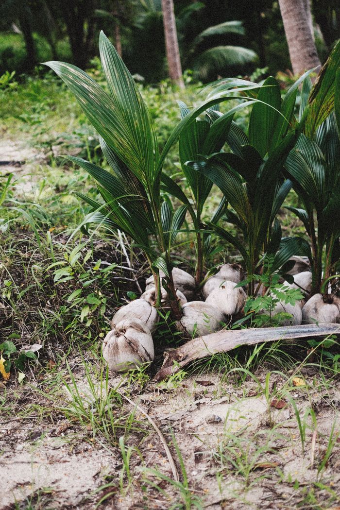 Vibrant young coconut palms growing in a tropical garden setting, showcasing lush greenery.