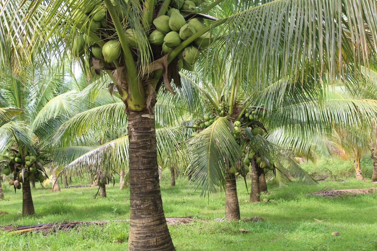 Green coconut trees flourishing in a vibrant tropical plantation, perfect for agriculture themes.