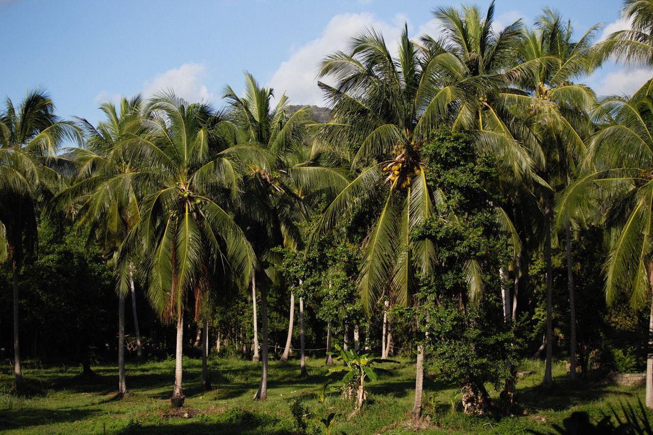 Services Serene view of vibrant coconut tree grove under a clear sky.