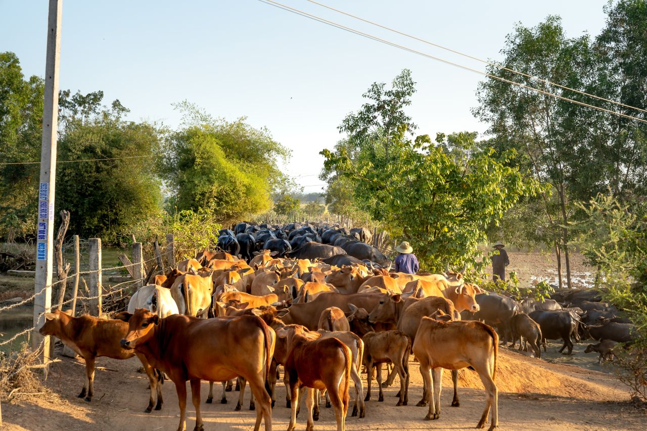 About A herd of cattle moving along a rural dirt road in a countryside setting.