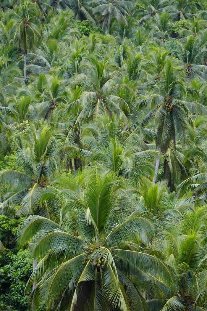 Contact Aerial view of vibrant coconut palms in Caraga region showcasing tropical beauty.