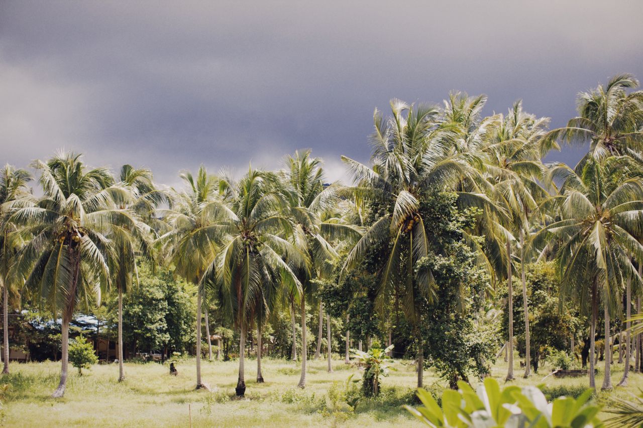 A lush grove of coconut trees stands tall beneath a moody, overcast sky suggesting incoming rain.